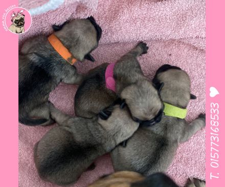 Mops Welpen sind da! 2x Mädchen & 2x Jungs