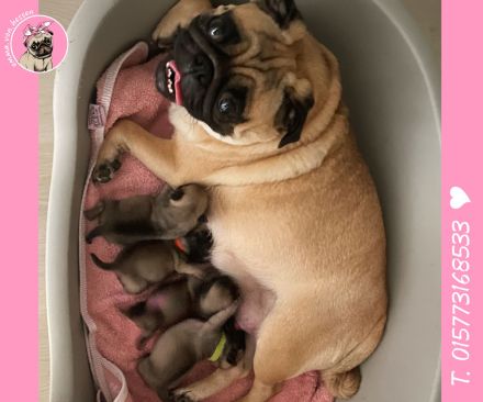 Mops Welpen sind da! 2x Mädchen & 2x Jungs