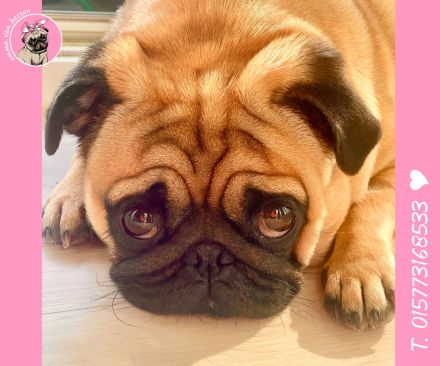 Mops Welpen sind da! 2x Mädchen & 2x Jungs