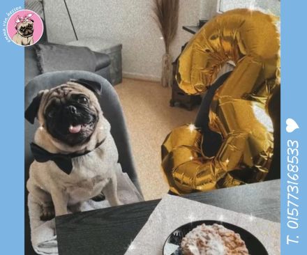 Mops Welpen sind da! 2x Mädchen & 2x Jungs