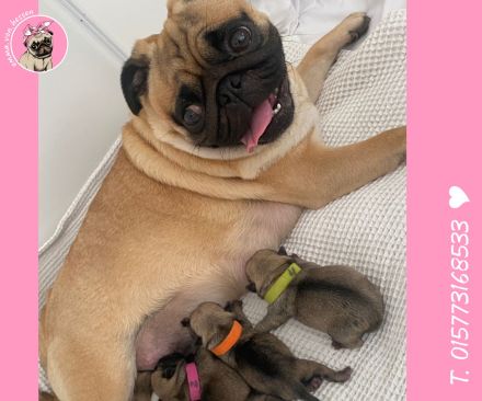 Mops Welpen sind da! 2x Mädchen & 2x Jungs