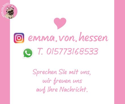 Mops Welpen sind da! 2x Mädchen & 2x Jungs