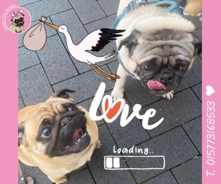 Mops Welpen sind da! 2x Mädchen & 2x Jungs