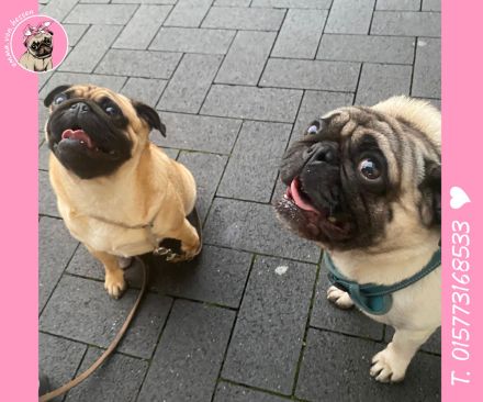 Mops Welpen sind da! 2x Mädchen & 2x Jungs