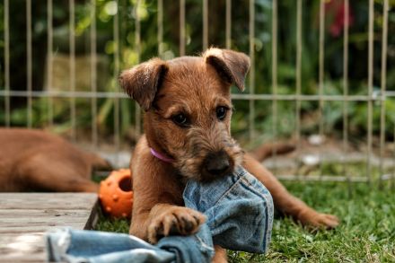 Puck Fair Irish Terrier