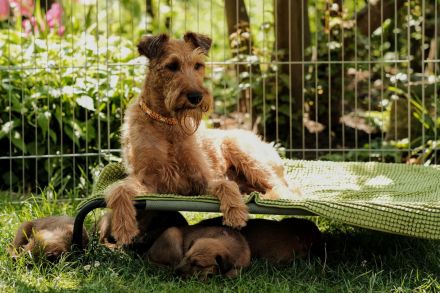 Puck Fair Irish Terrier