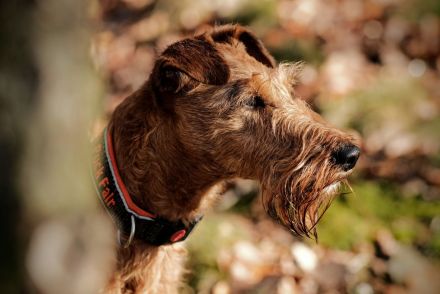 Puck Fair Irish Terrier