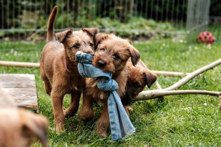 Puck Fair Irish Terrier