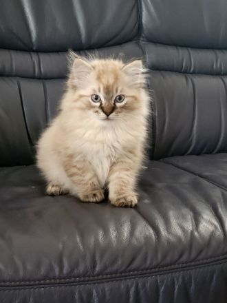 Ragdoll Katze