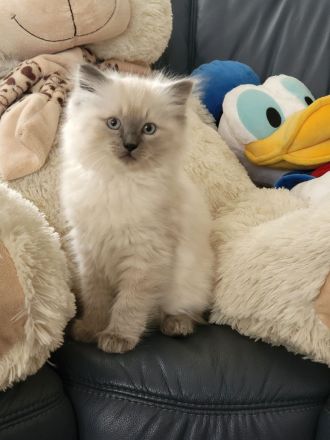 Ragdoll Katze