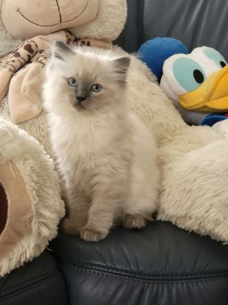 Ragdoll Katze