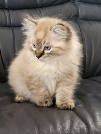 Ragdoll Katze