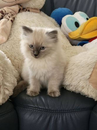 Ragdoll Katze