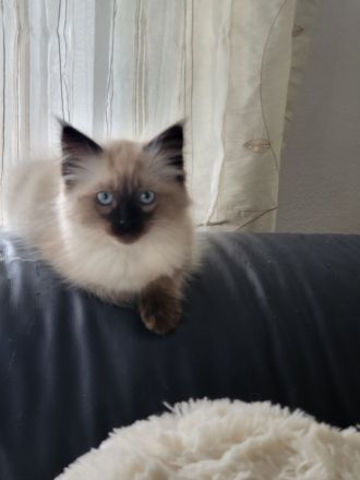 Ragdoll Katze