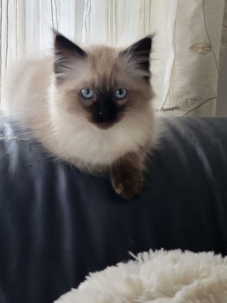 Ragdoll Katze