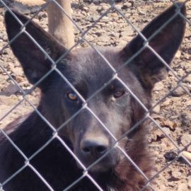 liebe, kastrierte Blanca wurde vom Züchtersohn in die Tötung abgegeben; wir suchen ein Heim für sie