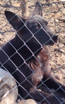 liebe, kastrierte Blanca wurde vom Züchtersohn in die Tötung abgegeben; wir suchen ein Heim für sie