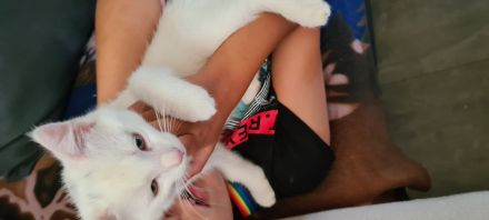 Babykätzchen Weibchen und Männchen