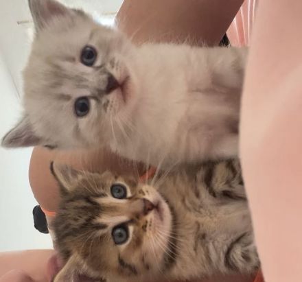 3 Katzen Babys zu verkaufen