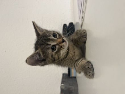 3 Katzen Babys zu verkaufen