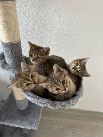 bkh kitten katzenbabys