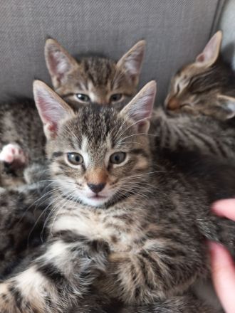 Sehr süße Katzenbabys in liebevolle Hände abzugeben!