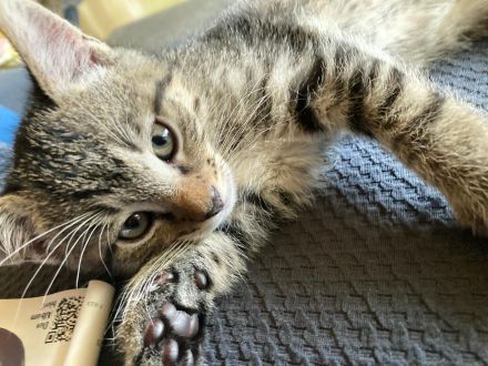 Sehr süße Katzenbabys in liebevolle Hände abzugeben!