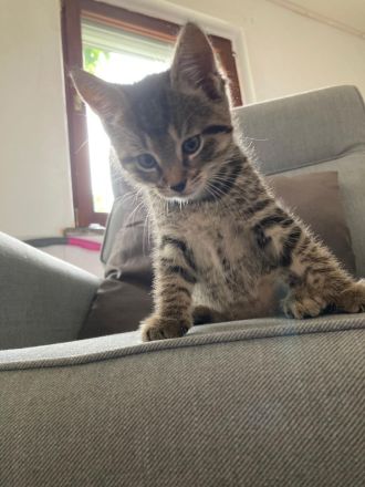 Sehr süße Katzenbabys in liebevolle Hände abzugeben!