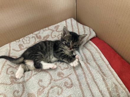 Sehr süße Katzenbabys in liebevolle Hände abzugeben!