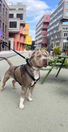 Biete xl Bully zum decken