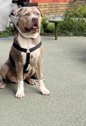 Biete xl Bully zum decken