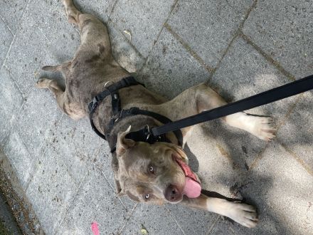 Biete xl Bully zum decken