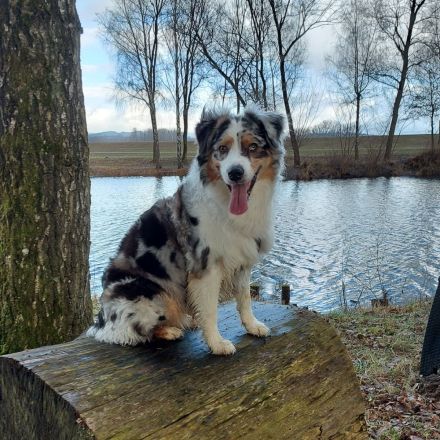 Australian Shepherd Wurfankündigung
