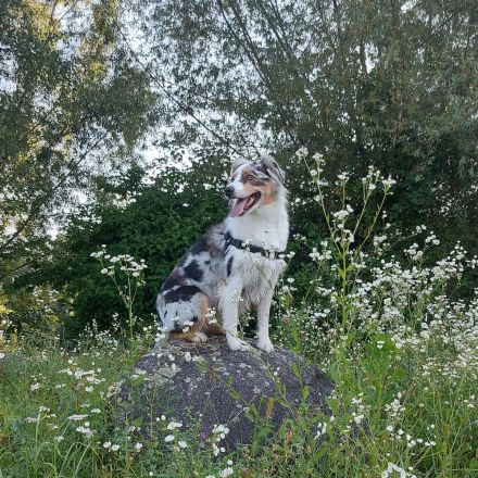 Australian Shepherd Wurfankündigung
