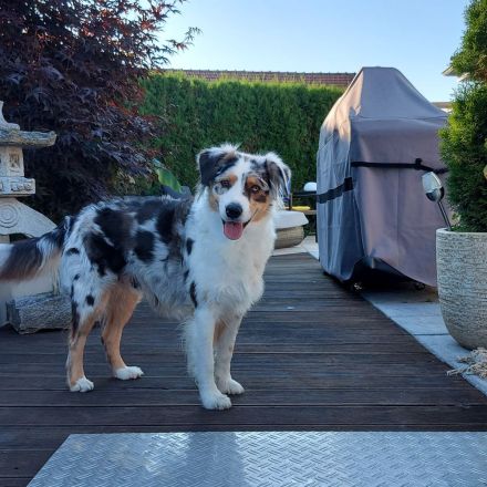 Australian Shepherd Wurfankündigung