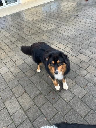 Australian Shepherd Wurfankündigung