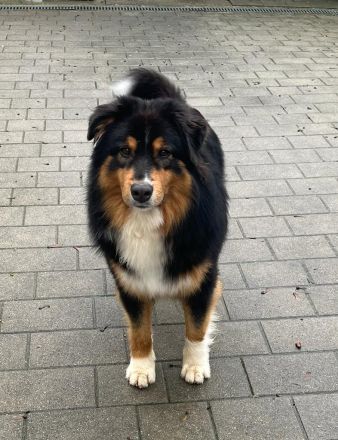 Australian Shepherd Wurfankündigung