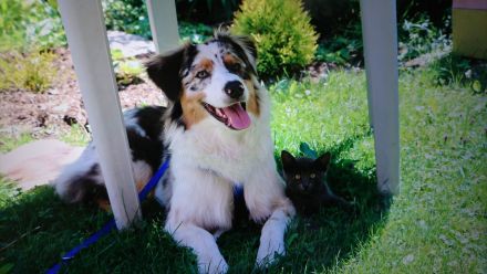 Australian Shepherd Wurfankündigung
