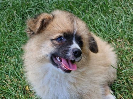 Zwergspitzmischlinge