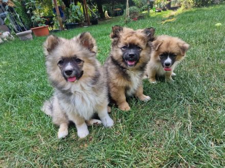 Zwergspitzmischlinge