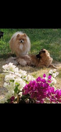 Zwergspitzmischlinge