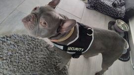 Französische Bulldogge sucht nettes zu Hause