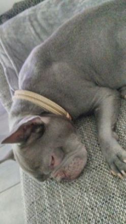 Französische Bulldogge sucht nettes zu Hause