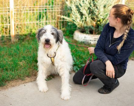 Zeigst du Carmen wie ein schönes Hundeleben ist?
