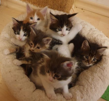 Reinrassige Maine Coon Kitten mit Stammbaum