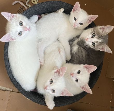 Türkisch Van Katzen