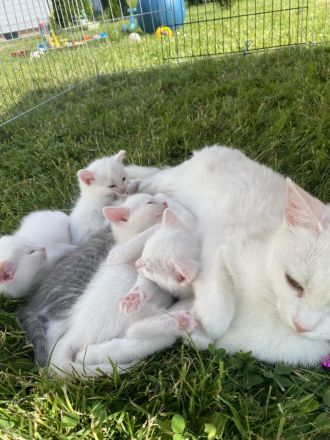 Türkisch Van Katzen