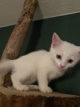 Türkisch Van Katzen