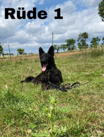 Hundewelpen abzugeben