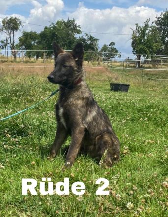 Hundewelpen abzugeben